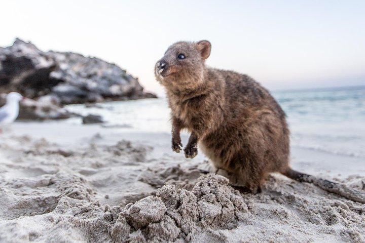 Rottnest Island All-Inclusive Grand Island Tour from Fremantle