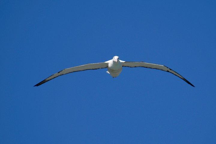 Dunedin City Highlights, Otago Peninsula Scenery & Albatross Guided Tour