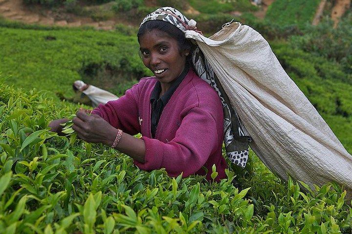 Kandy Nuwaraeliya 02 Days Tour From Colombo or Negombo