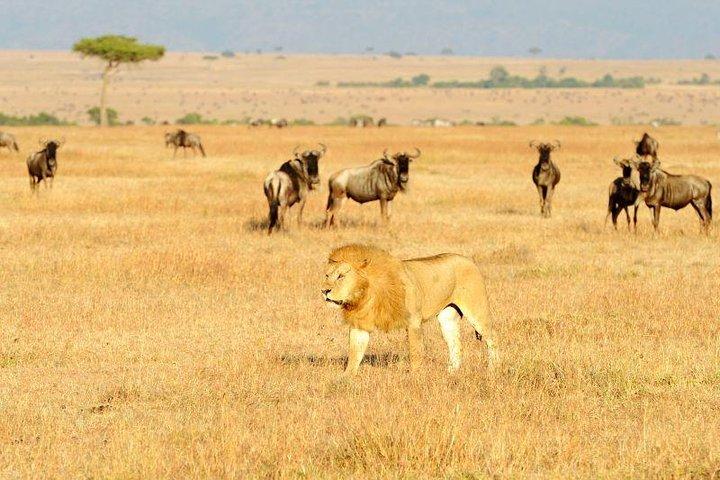 8 Days Best of Kenya and Tanzania Safari from Nairobi