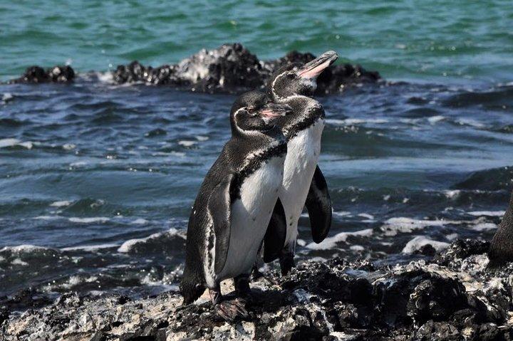 6-Day Galapagos Island Hopping Tour: Santa Fe, Santa Cruz and Los Tuneles