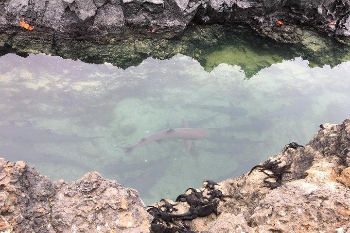 6-Day Galapagos Island Hopping Tour: Santa Fe, Santa Cruz and Los Tuneles