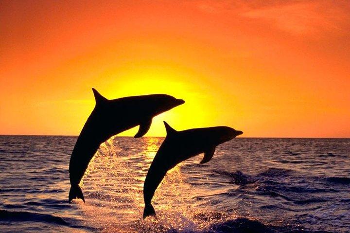 Explore the Garden Route from Port Elizabeth - 4 Days