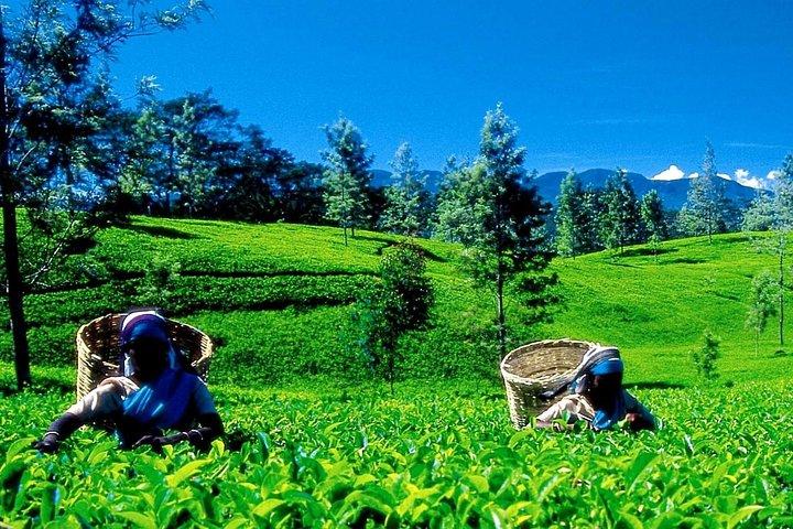 Nuwara Eliya tour from Colombo ( 2 Days )