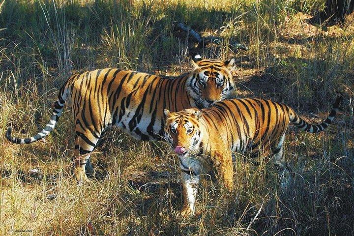 Kaziranga Indian Big Five Wildlife Tour