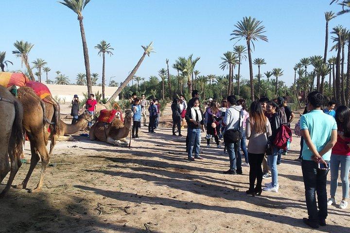 Camel Ride Tour in Marrakech