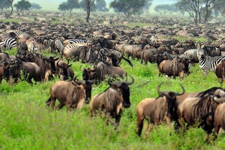 5 Days Serengeti and Ngorongoro Crater Safari