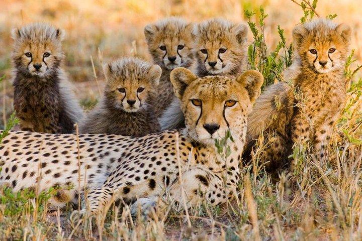 5 -Safari to Manyara, Serengeti & Ngorongoro