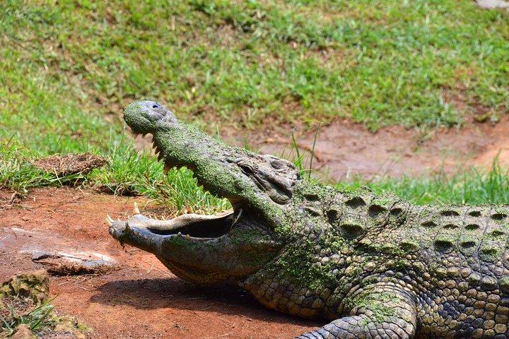 Safari & PheZulu Village Day Tour from Durban