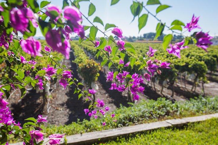 Alicante Countryside Wine Small Group Tour with 4 Tastings