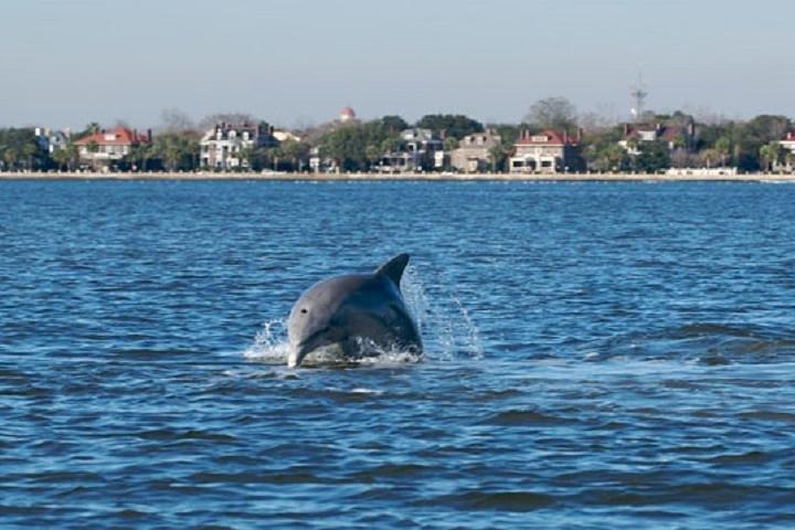 Afternoon Schooner Sightseeing Dolphin Cruise on Charleston Harbor