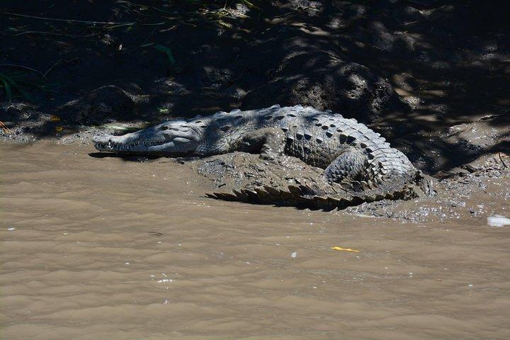 Palo Verde Wildlife Tour from Playa Hermosa-Coco Beach