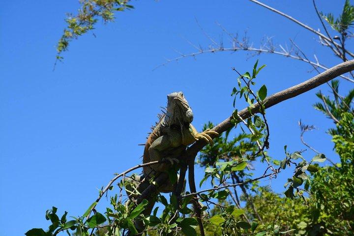Palo Verde Wildlife Tour from Playa Hermosa-Coco Beach