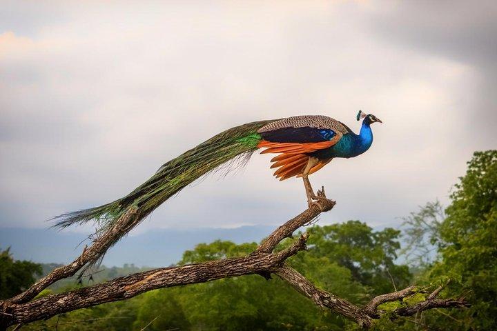 Day tour to Udawalawe from Colombo