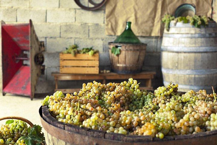 Private Grape stomping in Chianti from Florence