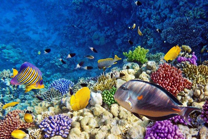 Snorkeling Trip to Giftun Island