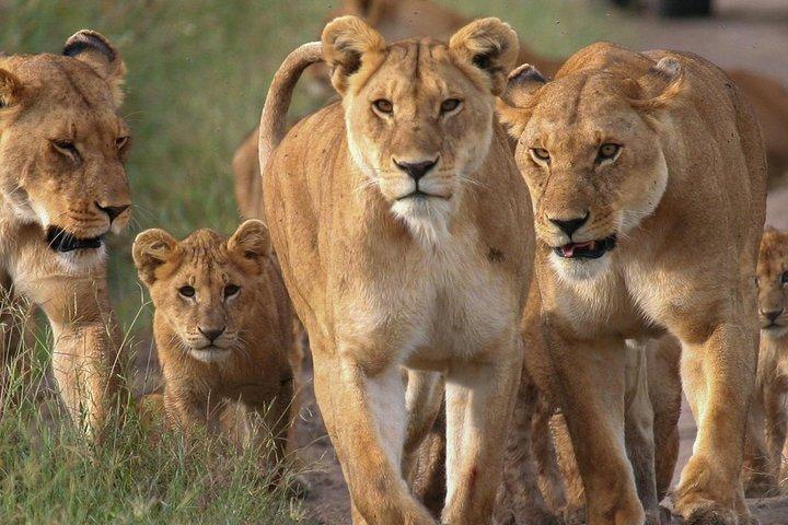 4 Days Small Group Maasai Mara and Lake Nakuru Safari