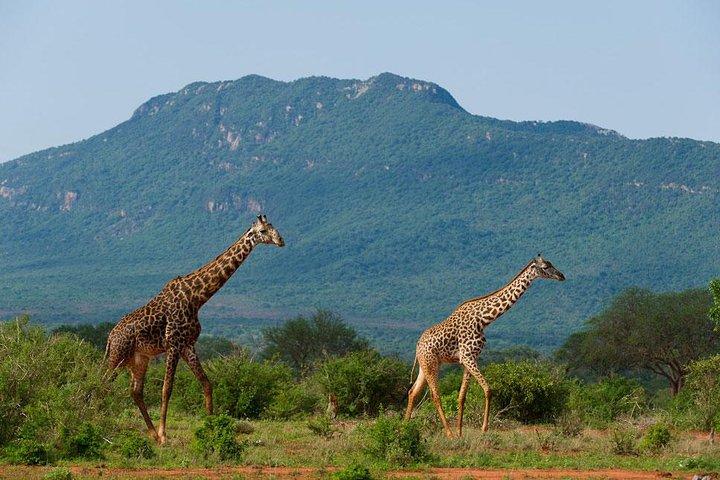 Overnight Tsavo East National Park Safari from Mombasa OR Diani Beach