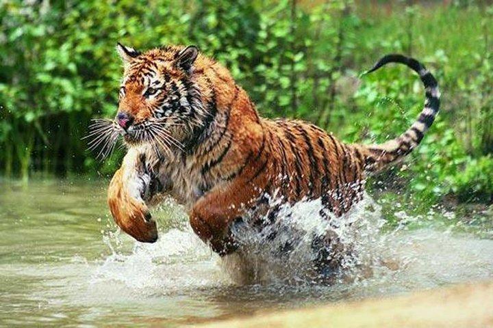 Delhi to Ranthambore Daily Tiger Safari Tour