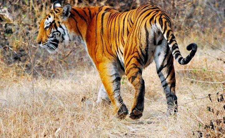 Delhi to Ranthambore Daily Tiger Safari Tour