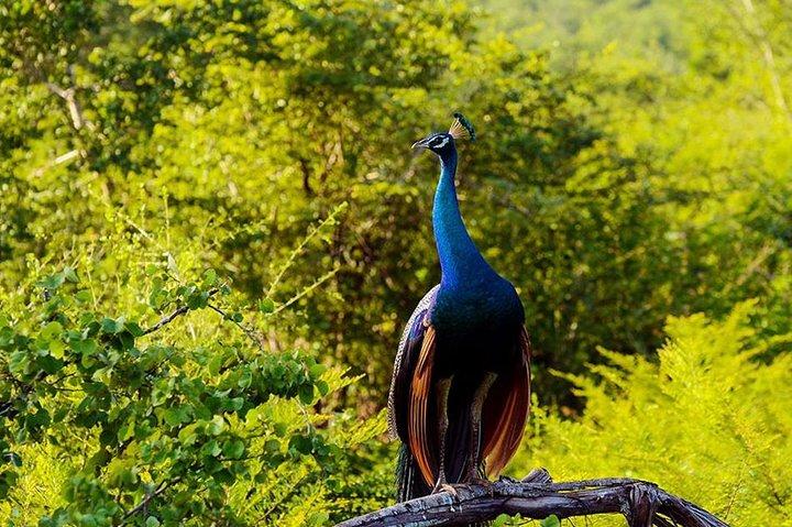 Private Sightseeing Tours in Sri Lanka with Chauffeur-Guide