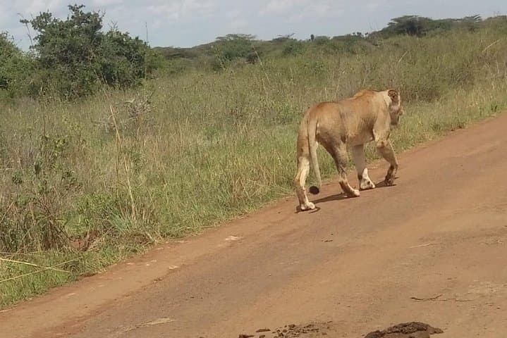 Lake Nakuru National Park Day Tour from Nairobi
