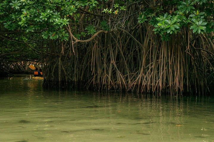 Bioluminescent Bay Night Kayaking in Laguna Grande Fajardo 7:30pm