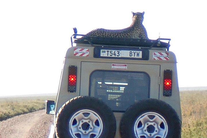 6 Days Camping Tours Lake Manyara, Ngorongoro,Serengeti National Park