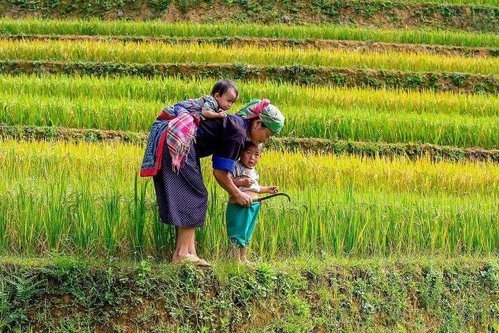 From Hanoi: Sapa Real Experience 2-Day 1 Night at Ethnic Homestay