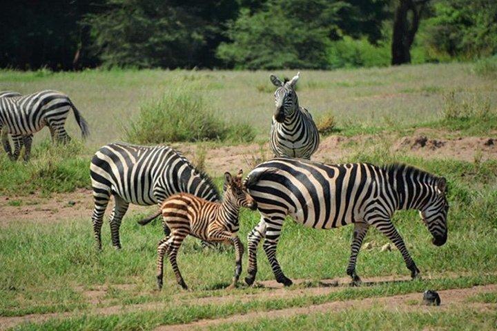 6 Days Kenya Allround Safari