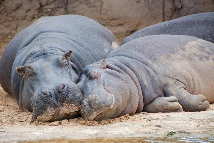Temaiken Tour from Buenos Aires: A Journey to Nature
