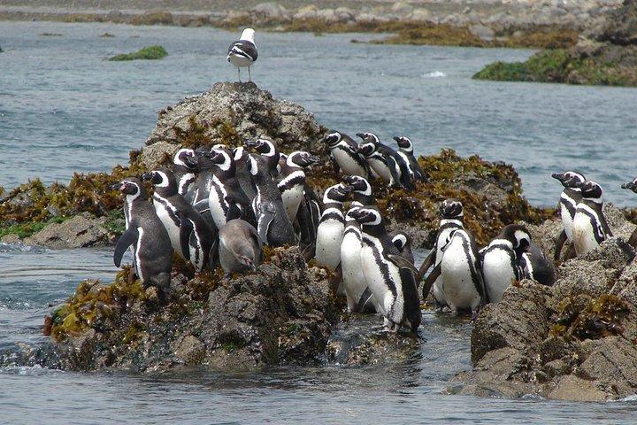 Puerto Montt: Full day Chiloe Island visiting Penguins in Puñihuil