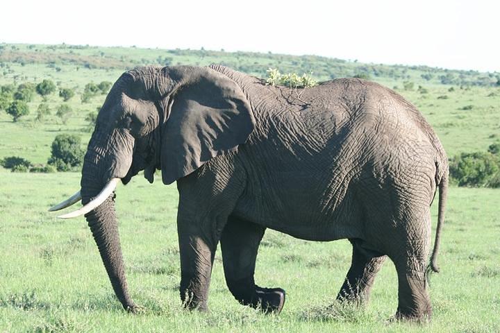 2 Nights Maasai Mara Safari