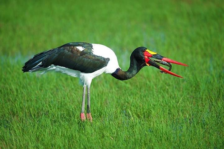 2 Nights Maasai Mara Safari