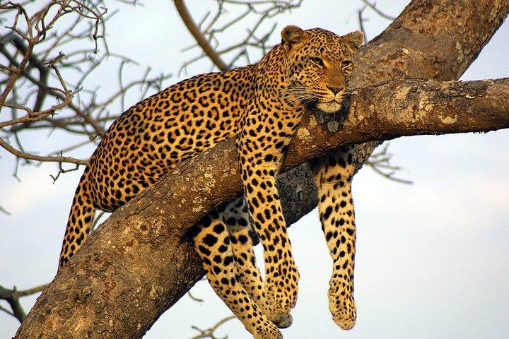 Private Day Trip to Yala National Park