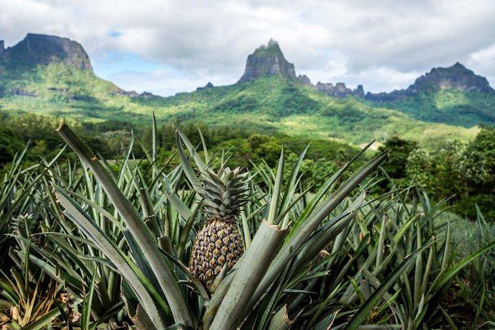 Moorea 4WD Tour: Magic Mountain, Belvedere, Pineapple Road & More