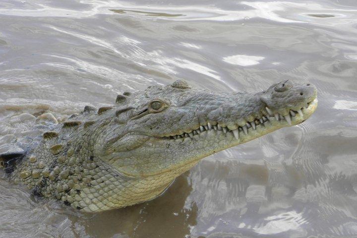 PRIVATE Palo Verde Boat Safari: Wildlife + Lunch Included