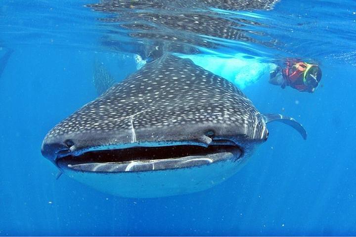 Whale Shark Tour from Cancun, Playa del Carmen, Tulum and Riviera Maya