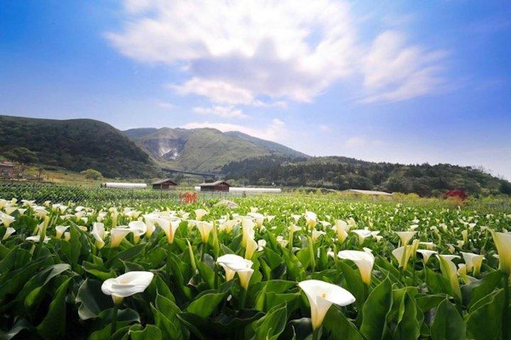 Private Yangmingshan & Beitou Tour from Taipei with Pickup