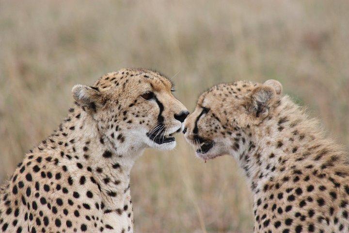 2 Nights Maasai Mara Safari