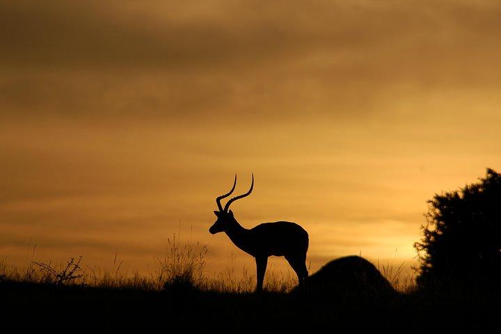 2 Nights Maasai Mara Safari