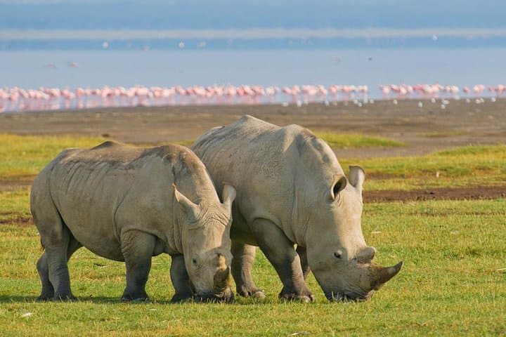 Lake Nakuru National Park Day Tour from Nairobi