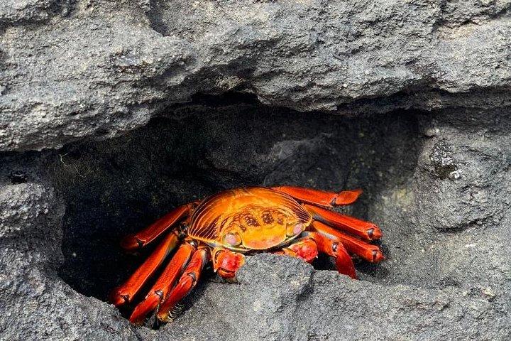 6-Day Galapagos Superior Adventure (Tourist Superior Class)