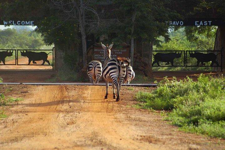 Overnight Tsavo East National Park Safari from Mombasa OR Diani Beach