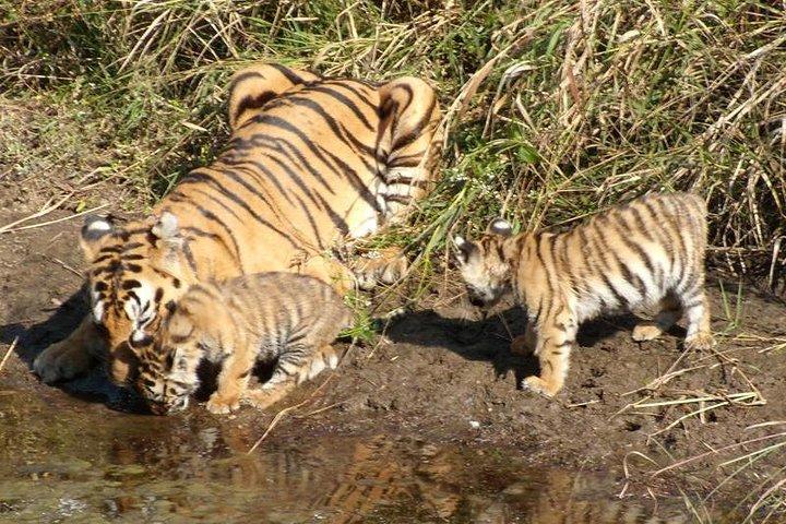 Delhi to Ranthambore Daily Tiger Safari Tour
