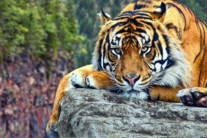 Delhi to Ranthambore Daily Tiger Safari Tour