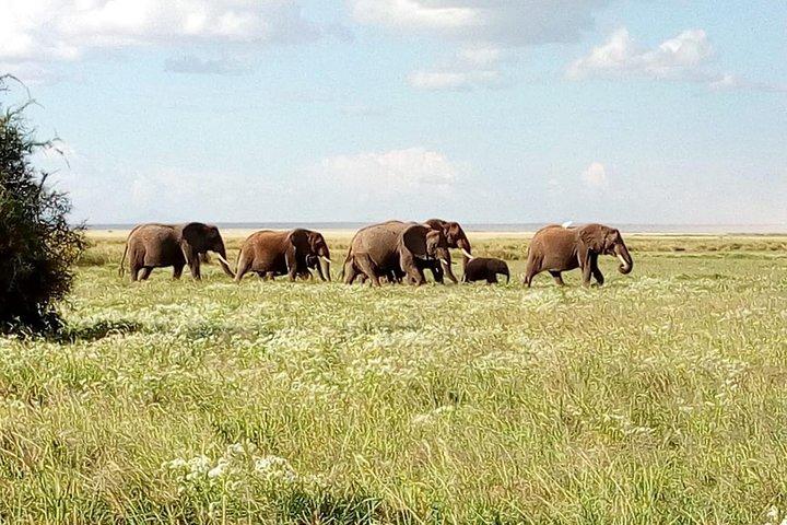 8 Day Safari: Best of Kenya & Tanzania