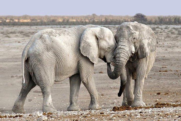 2 Days Group Joining Camping Safari Tarangire Park and Ngorongoro Crater