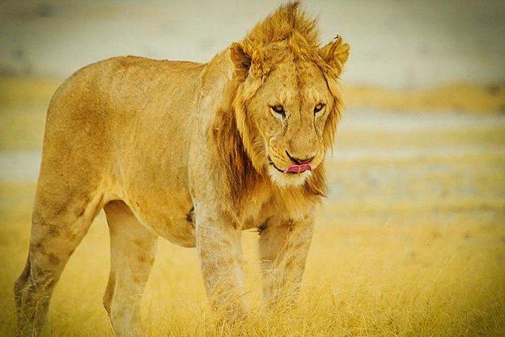 3 Days 2 Nights Group Joining Serengeti and Ngorogoro Safari