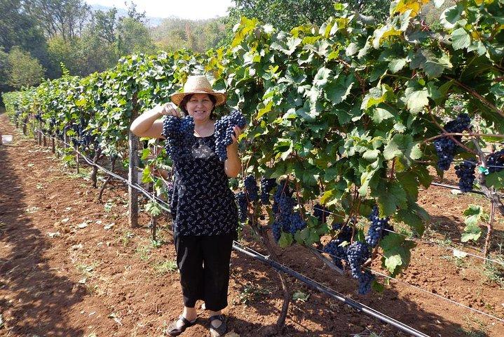 National parks and wine tasting (NP Lovcen, NP Skadar lake, Cetinje, Njegusi)